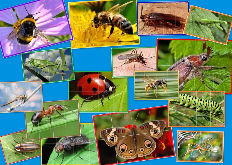 IN-13 Puzzle Insecte - 8 părţi