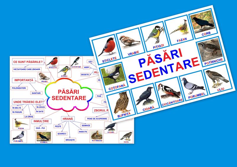 Păsări sedentare PT-5