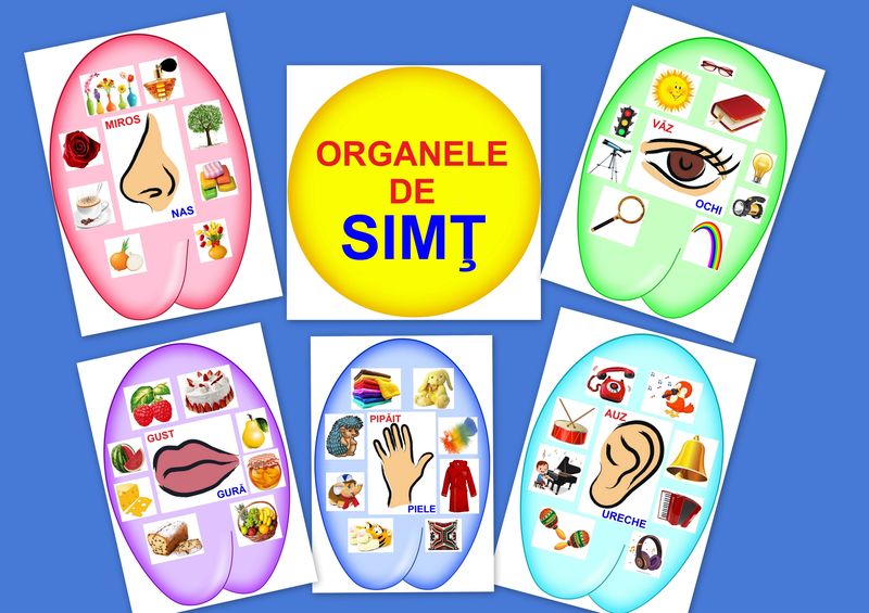 OM-36.2 Organele de simţ - 6 planşe A4