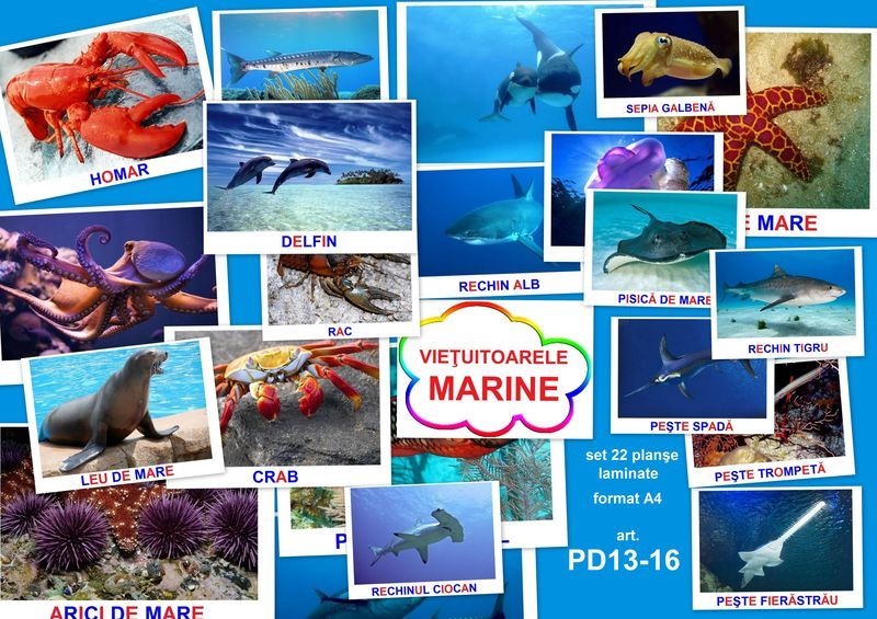 PD13-16 Vieţuitoarele marine