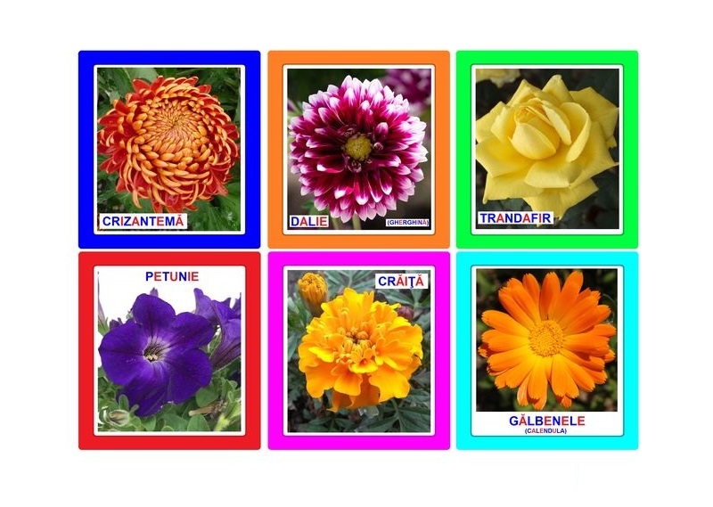 FL-9 Joc Loto Flori de toamnă