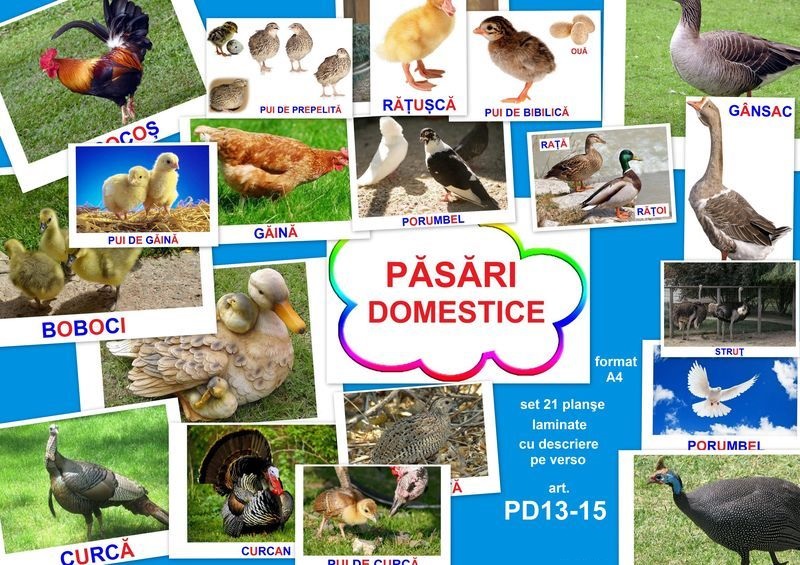 PD13-15 Păsări domestice