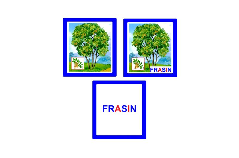 CO-7 Joc Loto Arbori şi arbuşti (6+)
