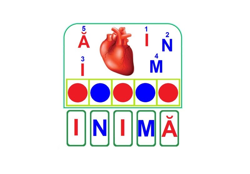 OM-31 Joc cu cleşte Organele interne ale omului