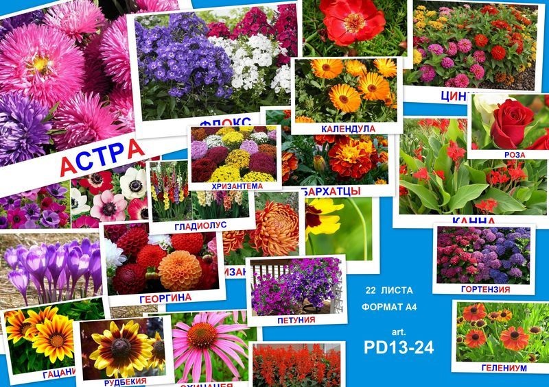PD13-24 Осенние цветы