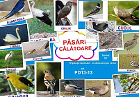PD13-13 Păsări călătoare