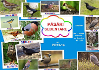 PD13-14 Păsări sedentare